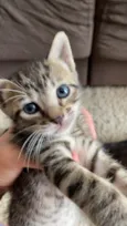 Gatinhos 