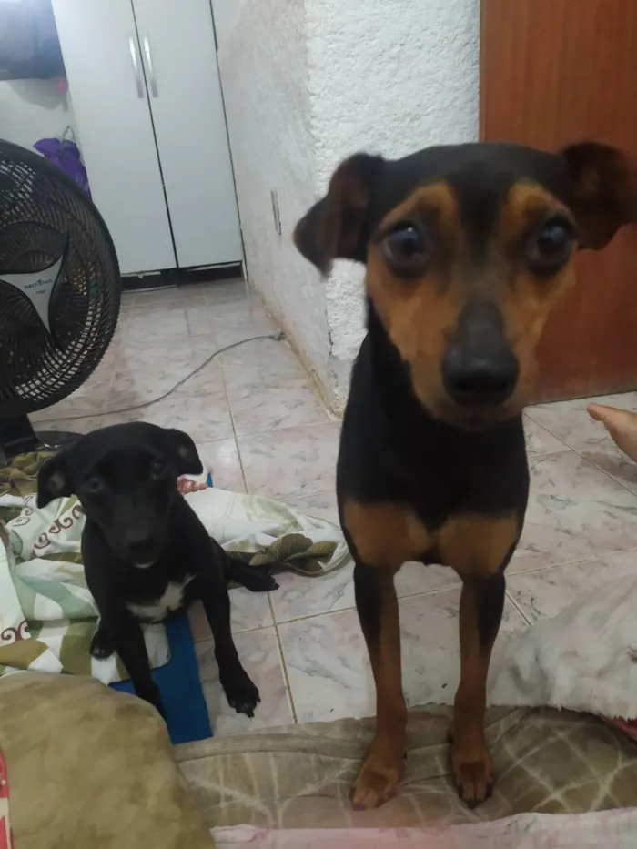 Cachorro ra a SRD idade 1 ano nome Havena e Estelar