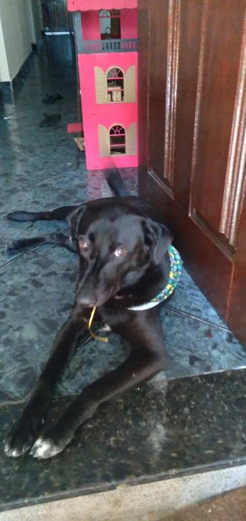 Cachorro ra a Vira lata idade 2 anos nome Jamaica