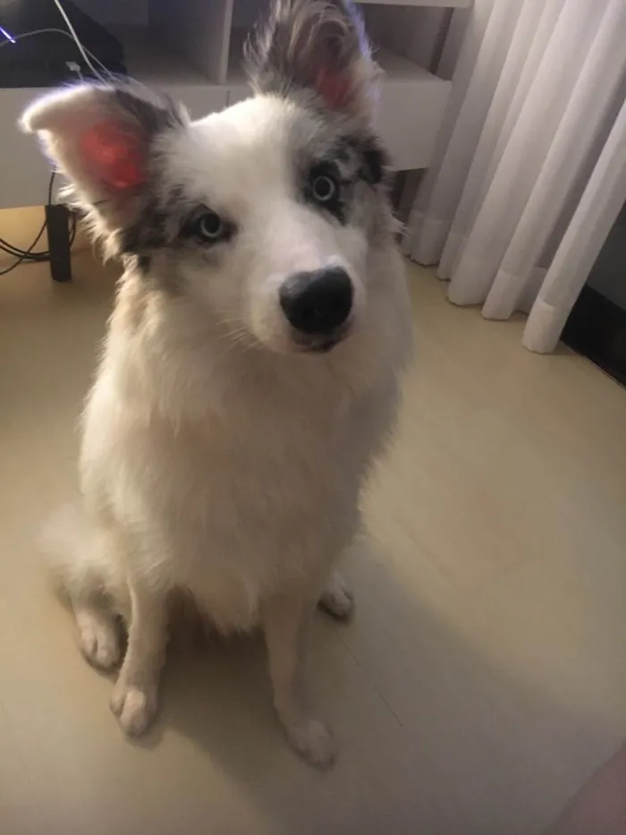 Cachorro ra a Border collie idade 7 a 11 meses nome Argos