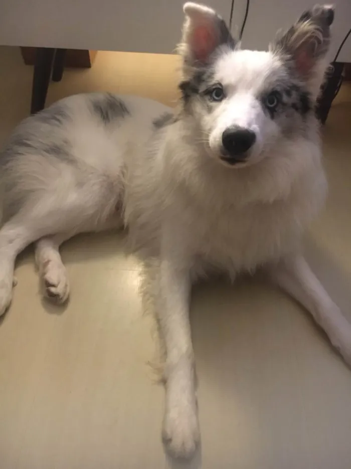 Cachorro ra a Border collie idade 7 a 11 meses nome Argos