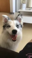 Argos