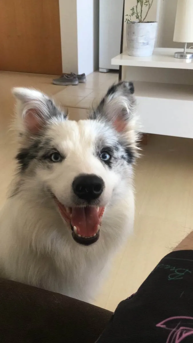Cachorro ra a Border collie idade 7 a 11 meses nome Argos