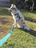 Argos