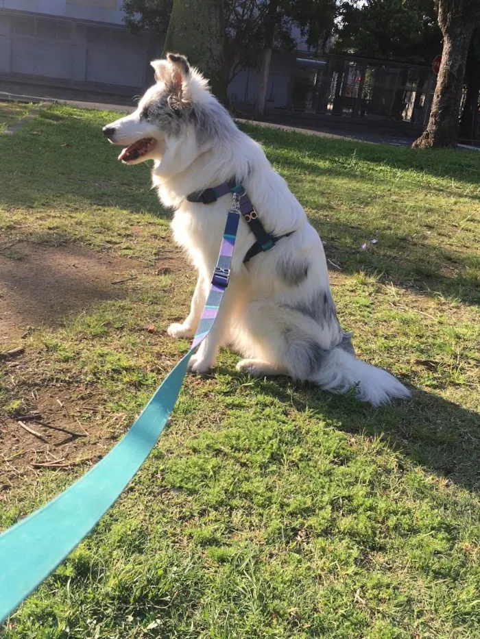 Cachorro ra a Border collie idade 7 a 11 meses nome Argos