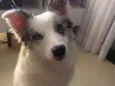 Argos