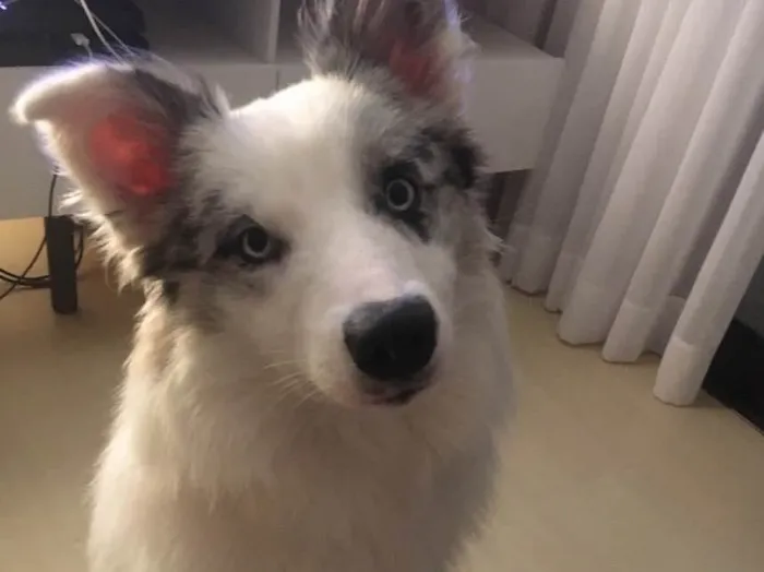Cachorro ra a Border collie idade 7 a 11 meses nome Argos