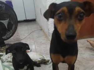 Cachorro raça SRD idade 1 ano nome Havena e Estelar