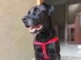 Cachorro raça Sem raça definida  idade 3 anos nome Thor