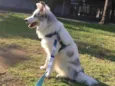 Argos