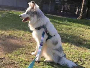 Cachorro raça Border collie idade 7 a 11 meses nome Argos