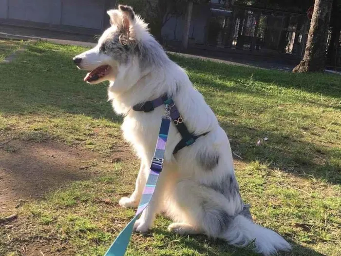 Cachorro ra a Border collie idade 7 a 11 meses nome Argos