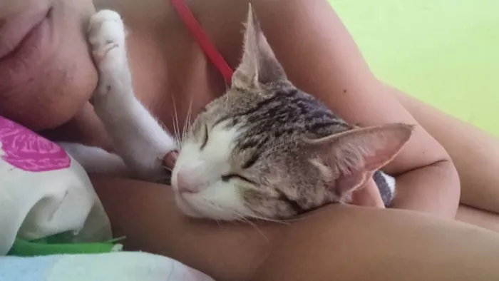 Gato ra a Não sei idade 2 a 6 meses nome Xuxa