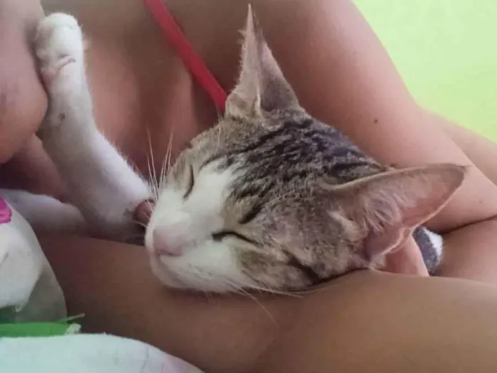 Gato ra a Não sei idade 2 a 6 meses nome Xuxa