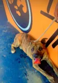 Cachorro raça Viralata idade 2 anos nome Uber