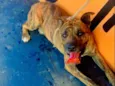 Cachorro raça Viralata idade 2 anos nome Uber