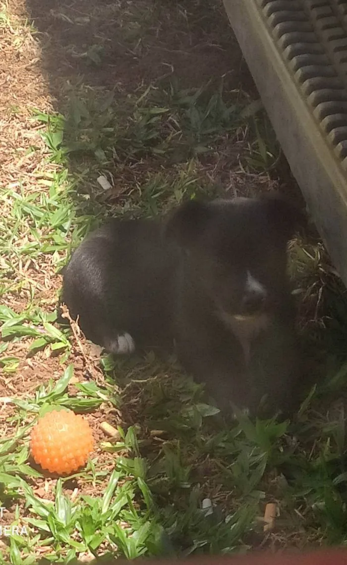 Cachorro ra a Vira Lata  idade Abaixo de 2 meses nome Pandora Darc Manchad