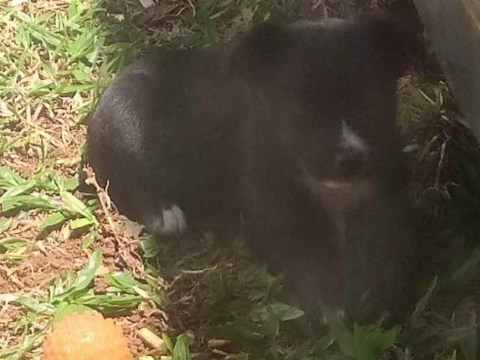 Cachorro ra a Vira Lata  idade Abaixo de 2 meses nome Pandora Darc Manchad