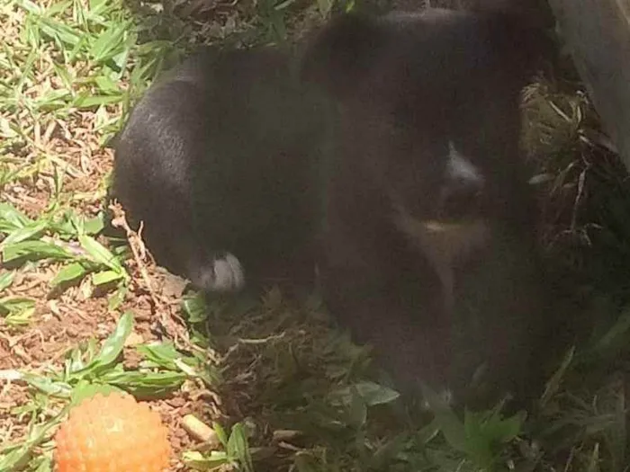 Cachorro ra a Vira Lata  idade Abaixo de 2 meses nome Pandora Darc Manchad