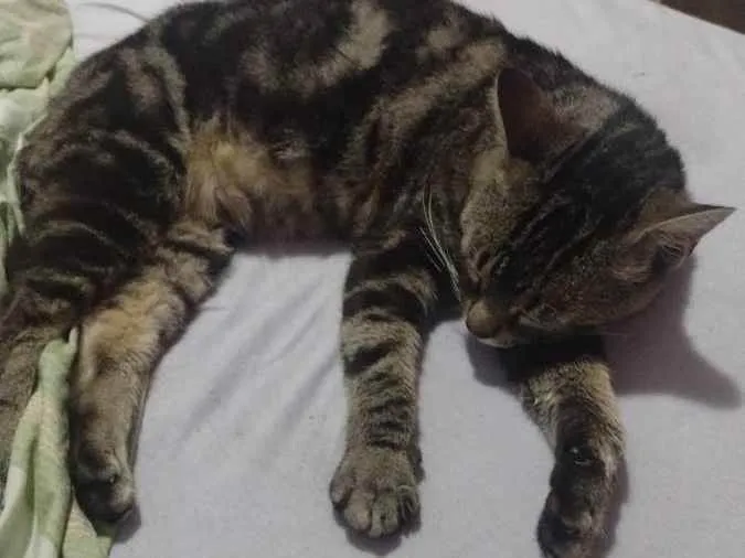 Gato ra a Sem Raça Definida idade 2 a 6 meses nome Frederico