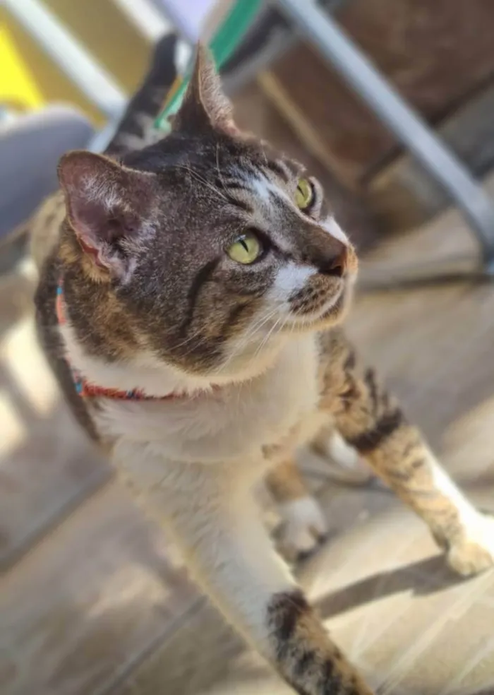 Gato ra a Srd idade 2 anos nome Tokio