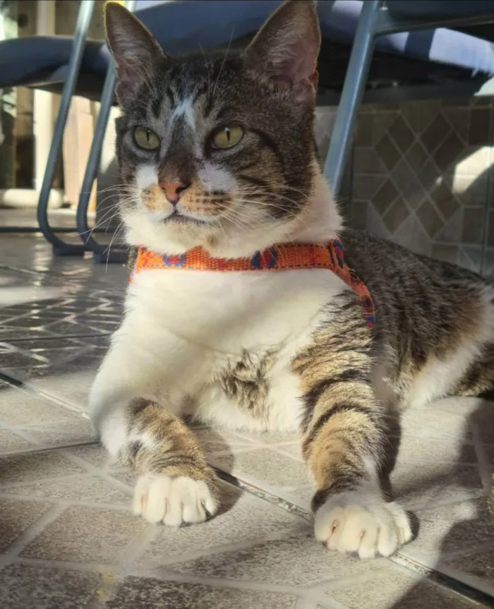 Gato ra a Srd idade 2 anos nome Tokio