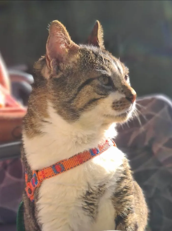 Gato ra a Srd idade 2 anos nome Tokio