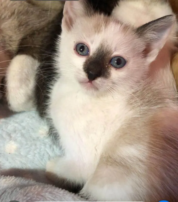 Gato raça SRD idade Abaixo de 2 meses nome Yuri