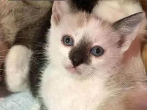 Gato raça SRD idade Abaixo de 2 meses nome Yuri