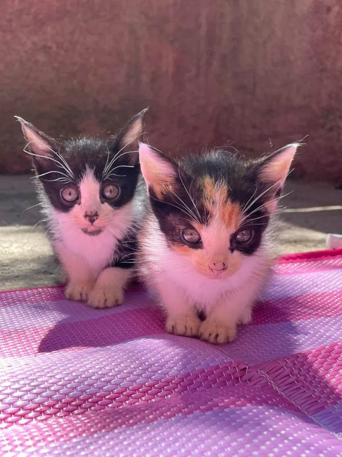 Gato raça SRD idade Abaixo de 2 meses nome Theo e Thereza