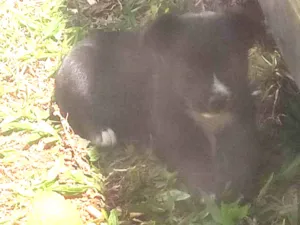 Cachorro raça Vira Lata  idade Abaixo de 2 meses nome Pandora Darc Manchad