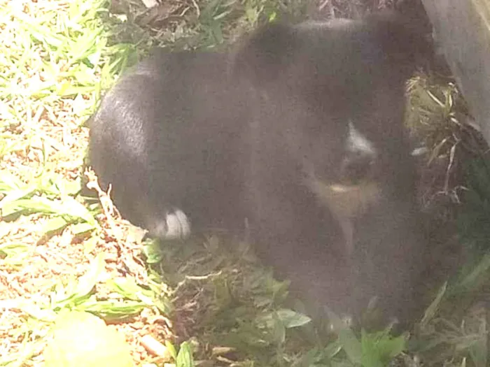 Cachorro ra a Vira Lata  idade Abaixo de 2 meses nome Pandora Darc Manchad