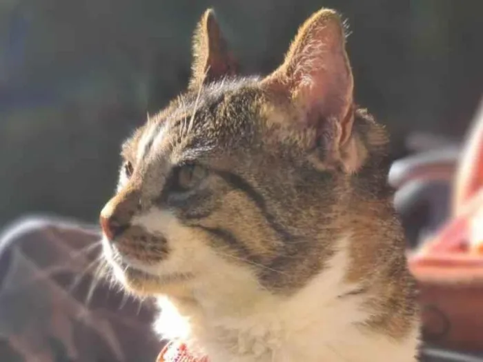 Gato ra a Srd idade 2 anos nome Tokio