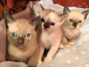 Gato raça SRD idade Abaixo de 2 meses nome Filhotes