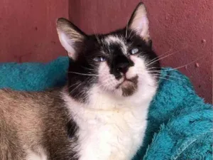 Gato raça SRD idade  nome Felix