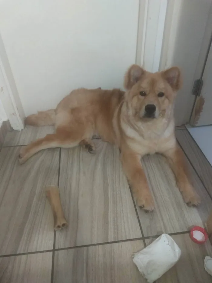 Cachorro ra a Chow Chow  idade 7 a 11 meses nome Simba 