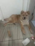 Simba