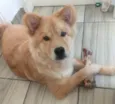Simba 