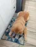 Simba 