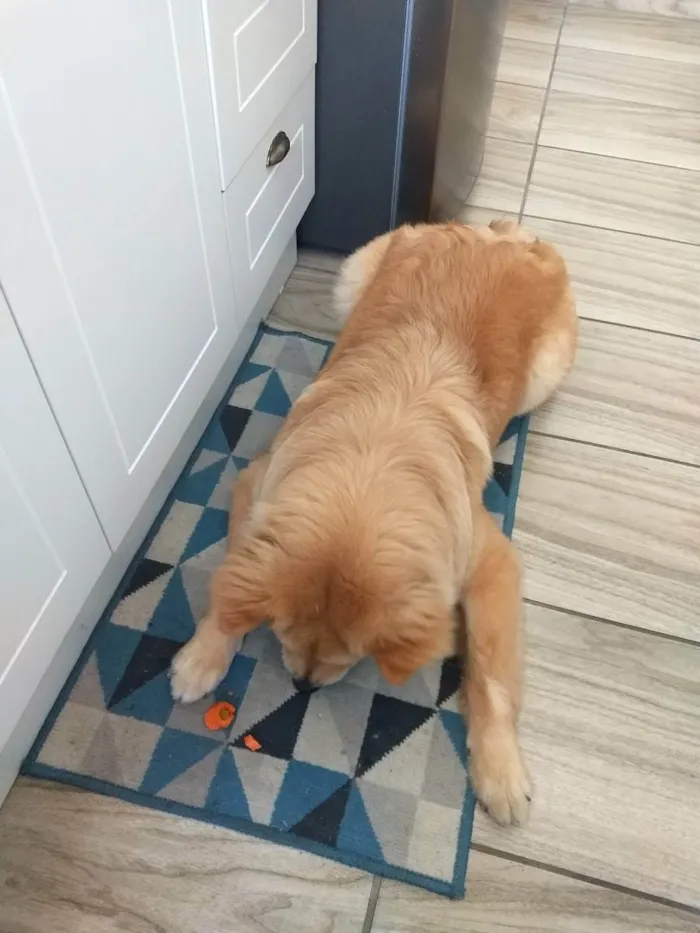 Cachorro ra a Chow Chow  idade 7 a 11 meses nome Simba 