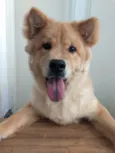 Simba 