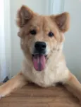 Simba