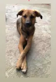 Cachorro raça SRD idade 1 ano nome Caju