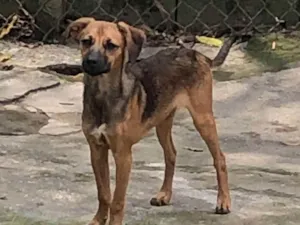 Cachorro raça SRD idade 1 ano nome Caju