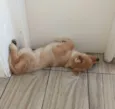 Simba 