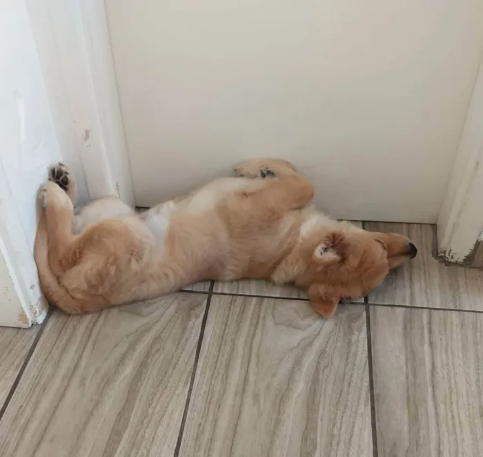 Cachorro ra a Chow Chow  idade 7 a 11 meses nome Simba 