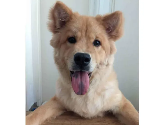 Cachorro ra a Chow Chow  idade 7 a 11 meses nome Simba 