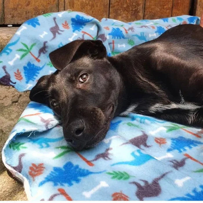 Cachorro raça SRD idade 1 ano nome Nino