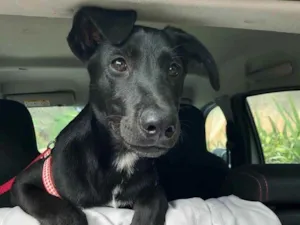 Cachorro raça SRD idade 1 ano nome Nino