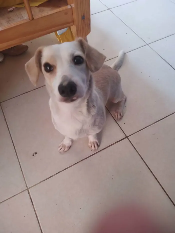 Cachorro ra a  idade 2 anos nome Branquinha 